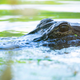This alligator, photographed swimming in Greenfield Lake in North Carolina, could be at risk of immune dysfunction from exposure to PFAS chemicals.